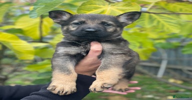 German Shepherd dogs - Advert 5