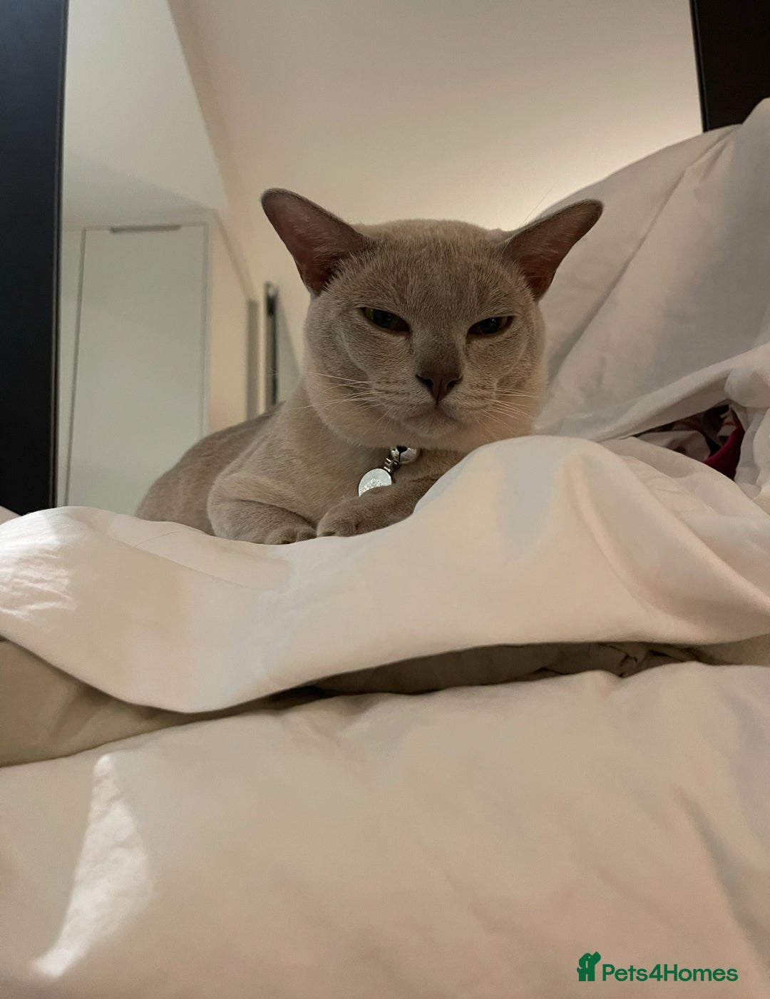 Burmese cats for sale: Burmese Lilac Male - Advert 2