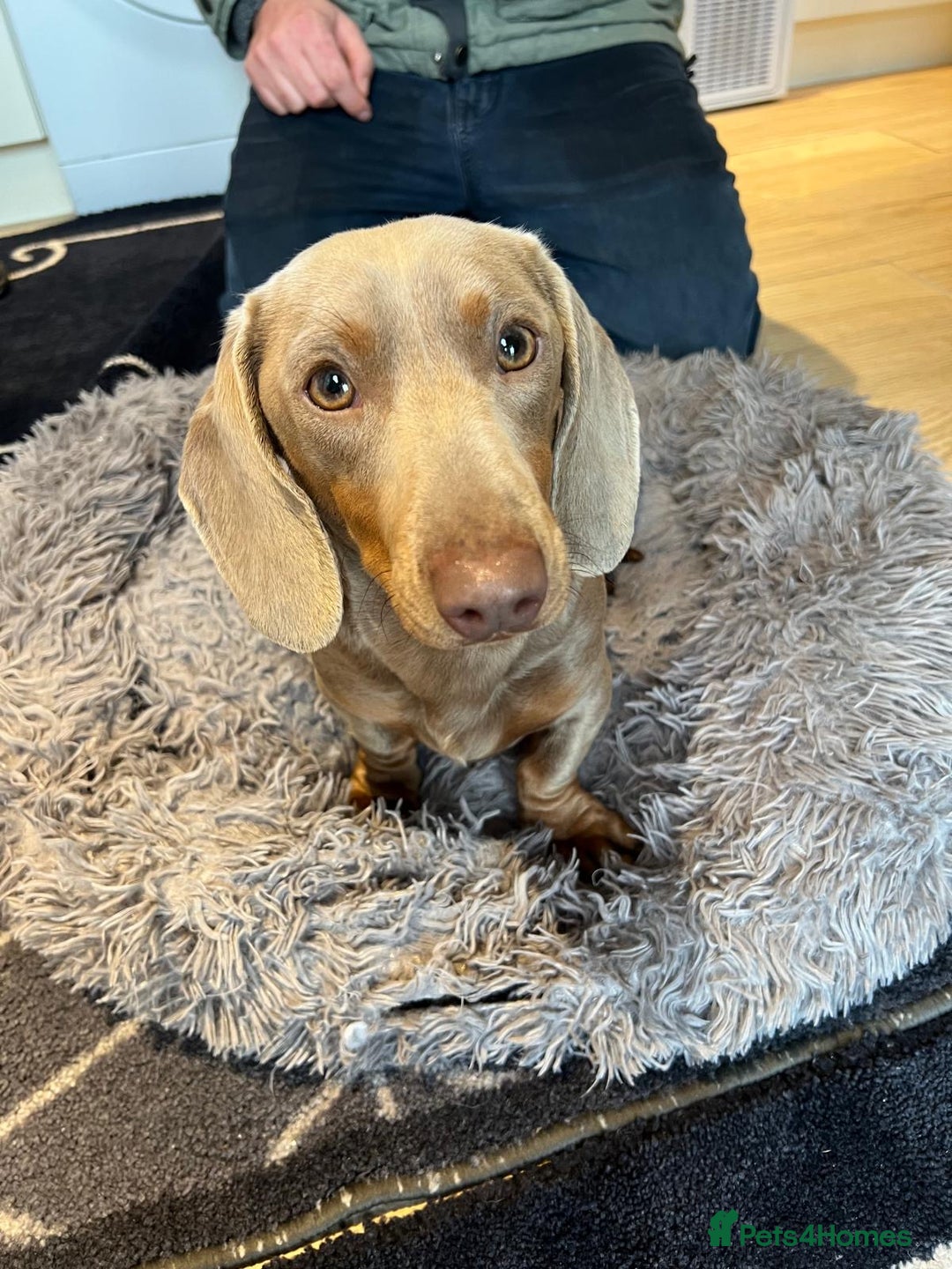 Miniature Dachshund dogs for sale: Miniature dachshund puppies  - Image 35