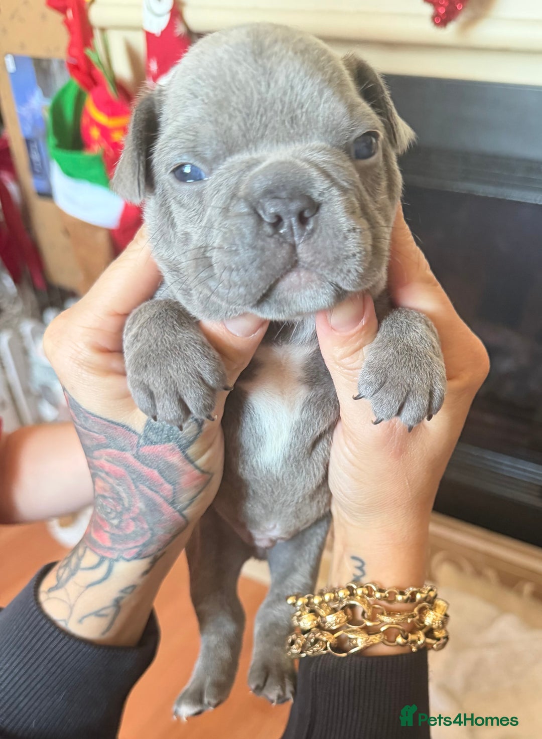 French Bulldog dogs for sale: French bulldog puppies  - Advert 13