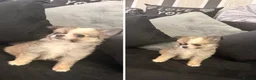 Chihuahua dogs for sale: Lovely chihuahua puppies❤️ in London - Advert 7