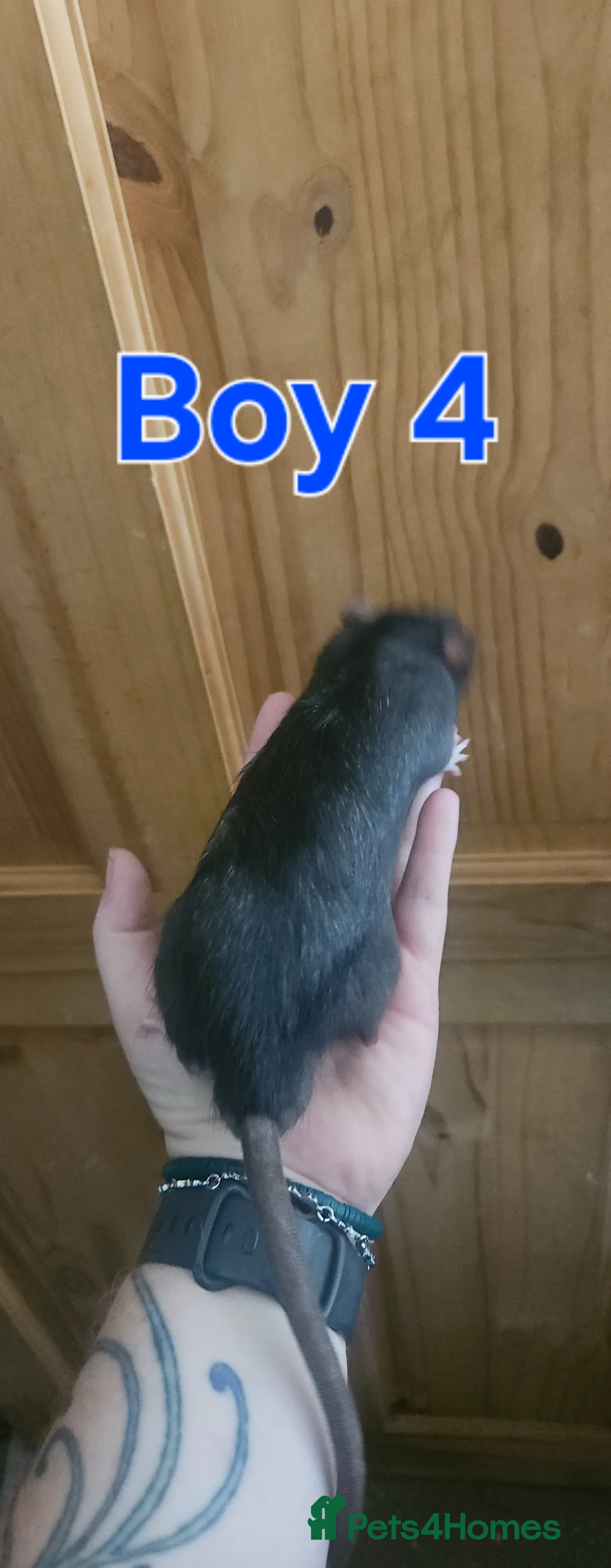 Rat rodents for sale: Male rats available - Advert 12