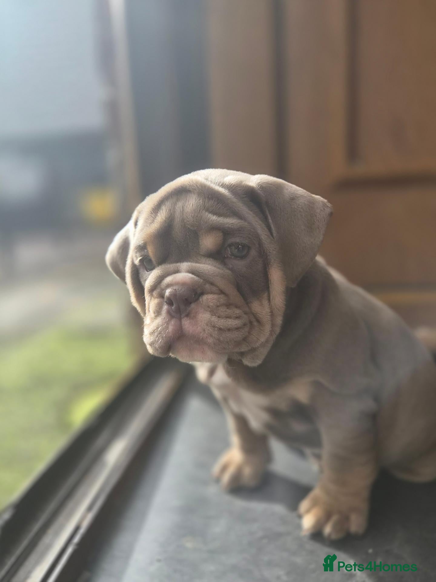 English Bulldog dogs Outstanding Healthy Pups please read full advert - Advert 2