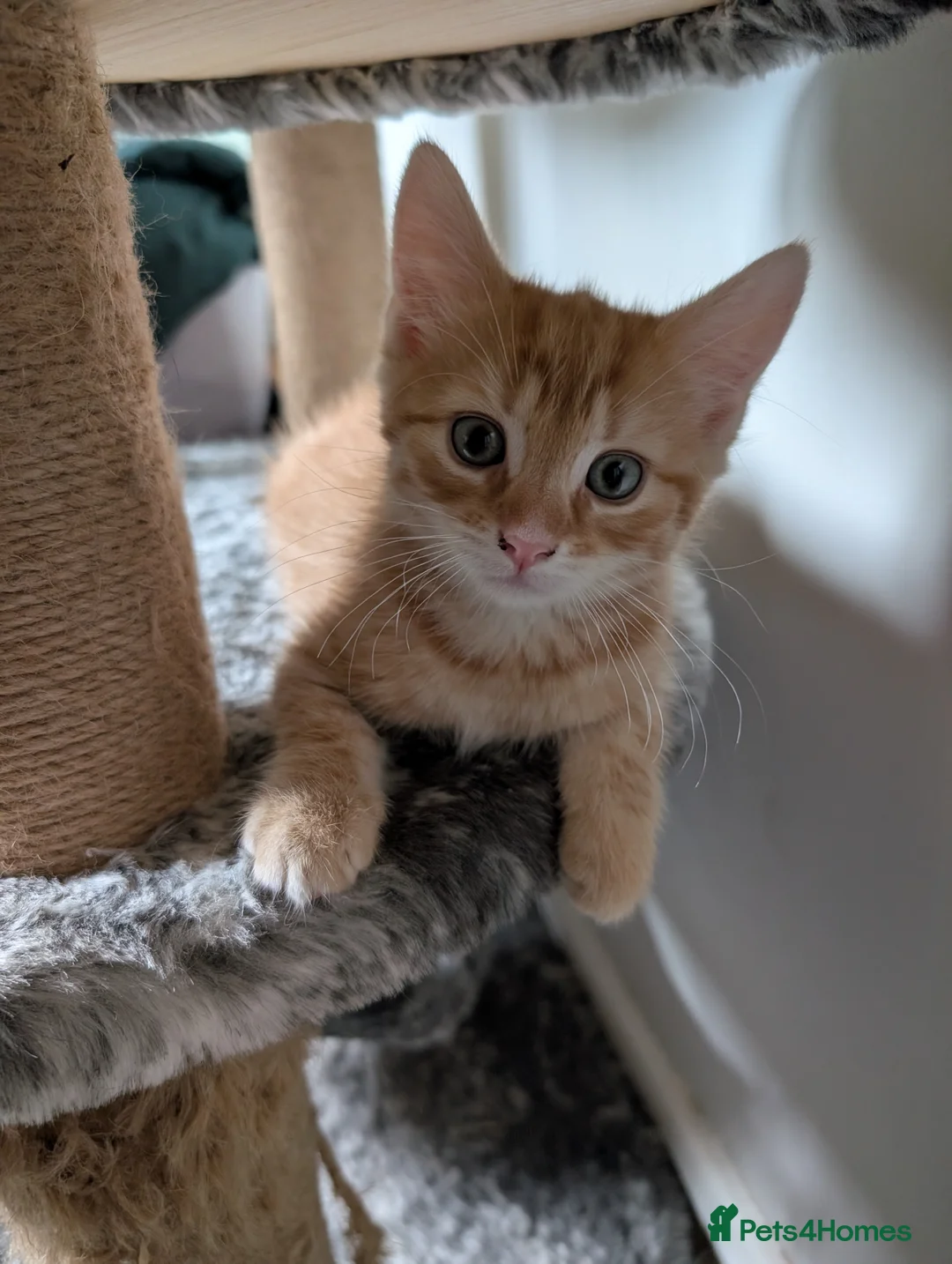 Mixed Breed cats for sale: Maine Coon mix boy in Lincoln - Advert 7