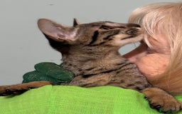 Savannah cats for sale: F9 brown & charcoal spotted savannah kittens - Image 11