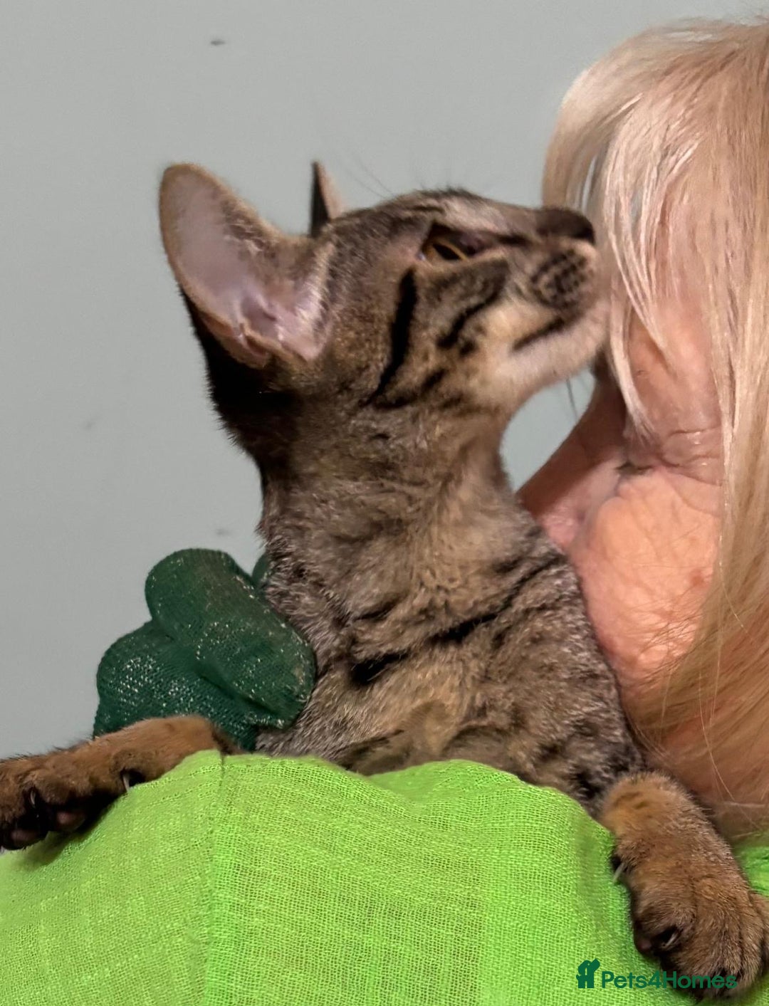 Savannah cats for sale: F9 brown & charcoal spotted savannah kittens - Image 11