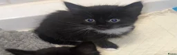Mixed Breed cats for sale: Girl Kittens Ready for loving homes  - Advert 14