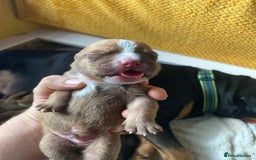 Mixed Breed dogs for sale: Rottweiler  ** taffy puppies - Image 16