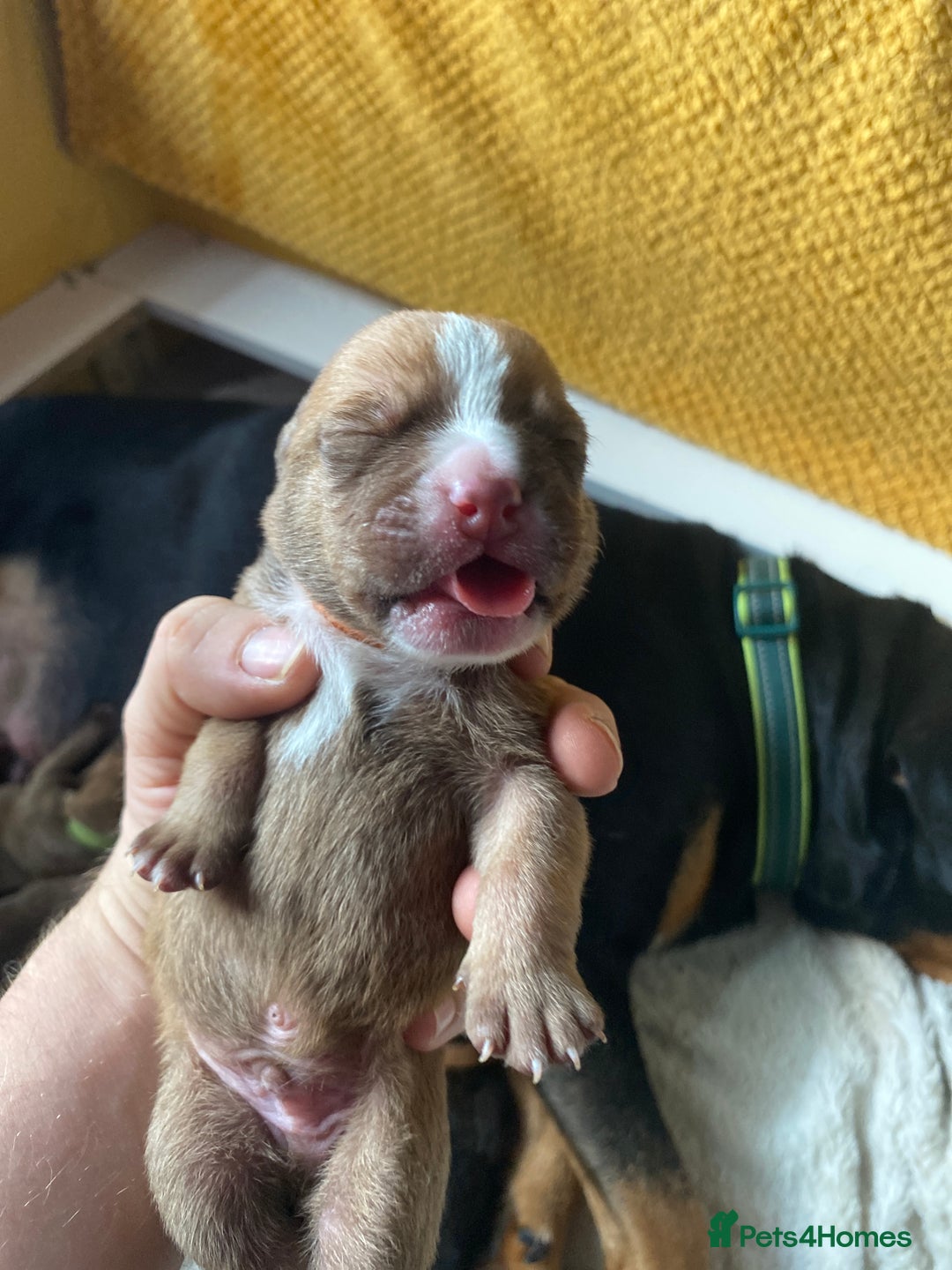 Mixed Breed dogs for sale: Rottweiler  ** taffy puppies - Image 16