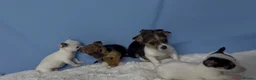 Jack Russell dogs for sale: Miniature Jack Russell puppies in Darwen - Advert 2