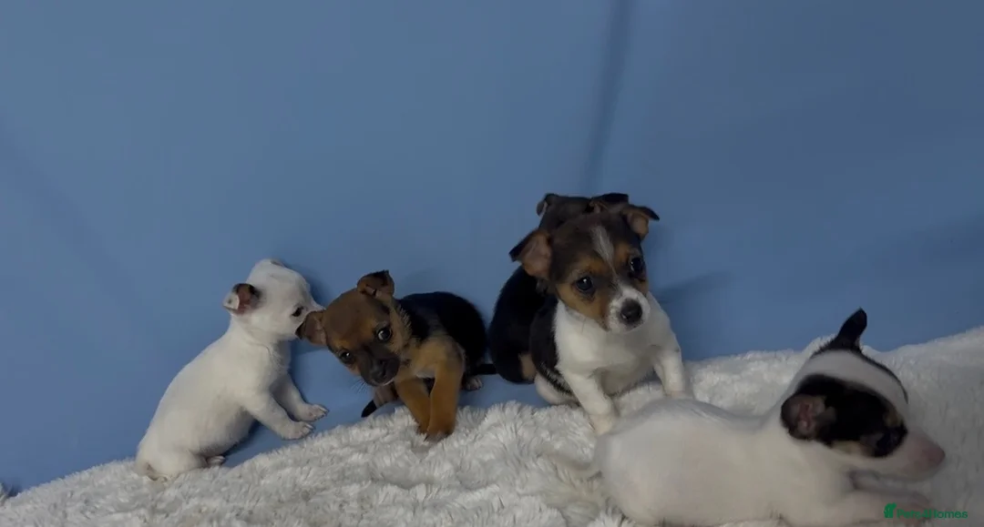 Jack Russell dogs for sale: Miniature Jack Russell puppies in Darwen - Advert 2