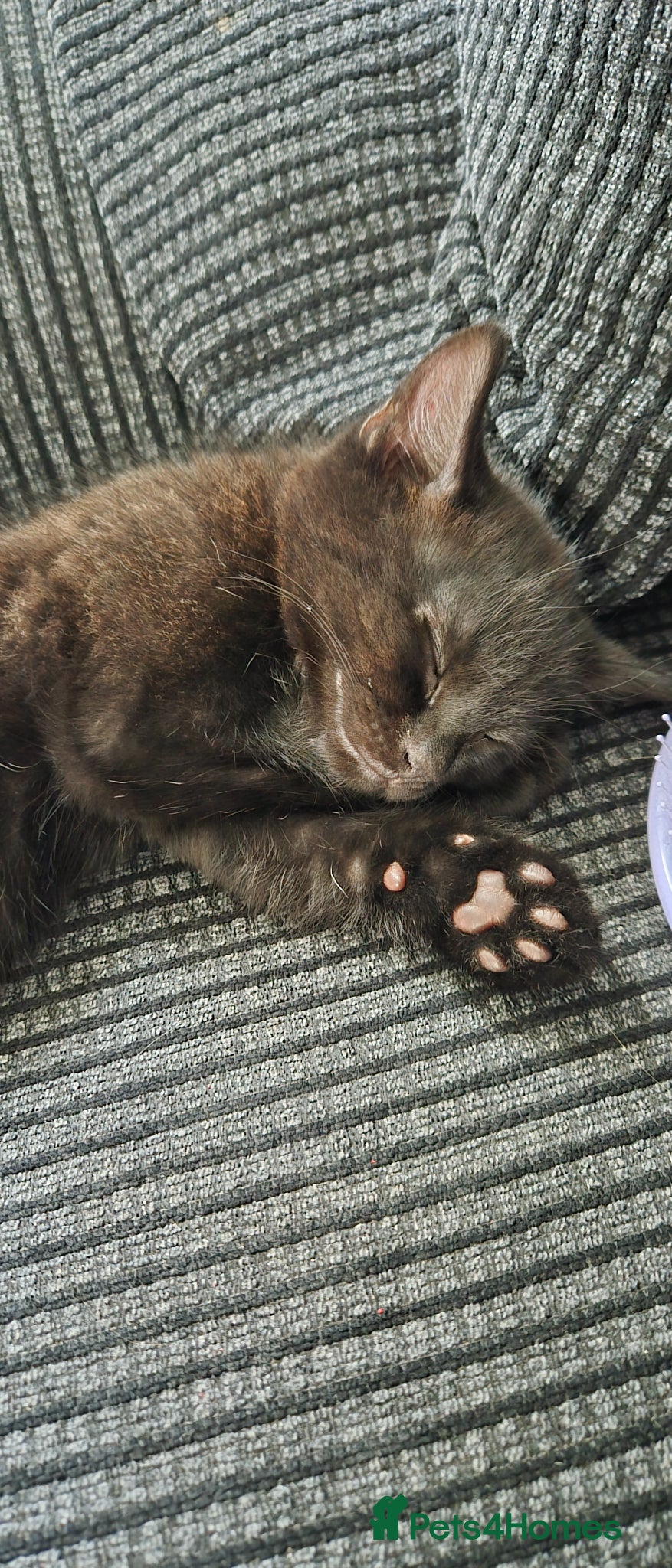 Mixed Breed cats 9 Week Old Kitten - Advert 1