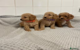 Cockapoo dogs for sale: Beautiful pra clear cockapoo puppy’s  - Image 10