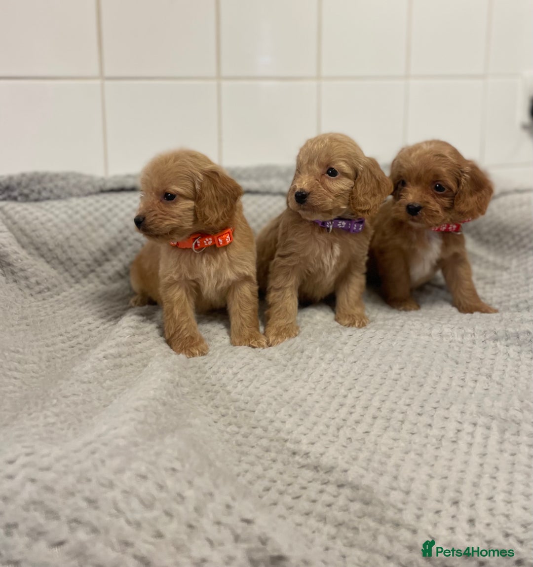 Cockapoo dogs for sale: Beautiful pra clear cockapoo puppy’s  - Image 10