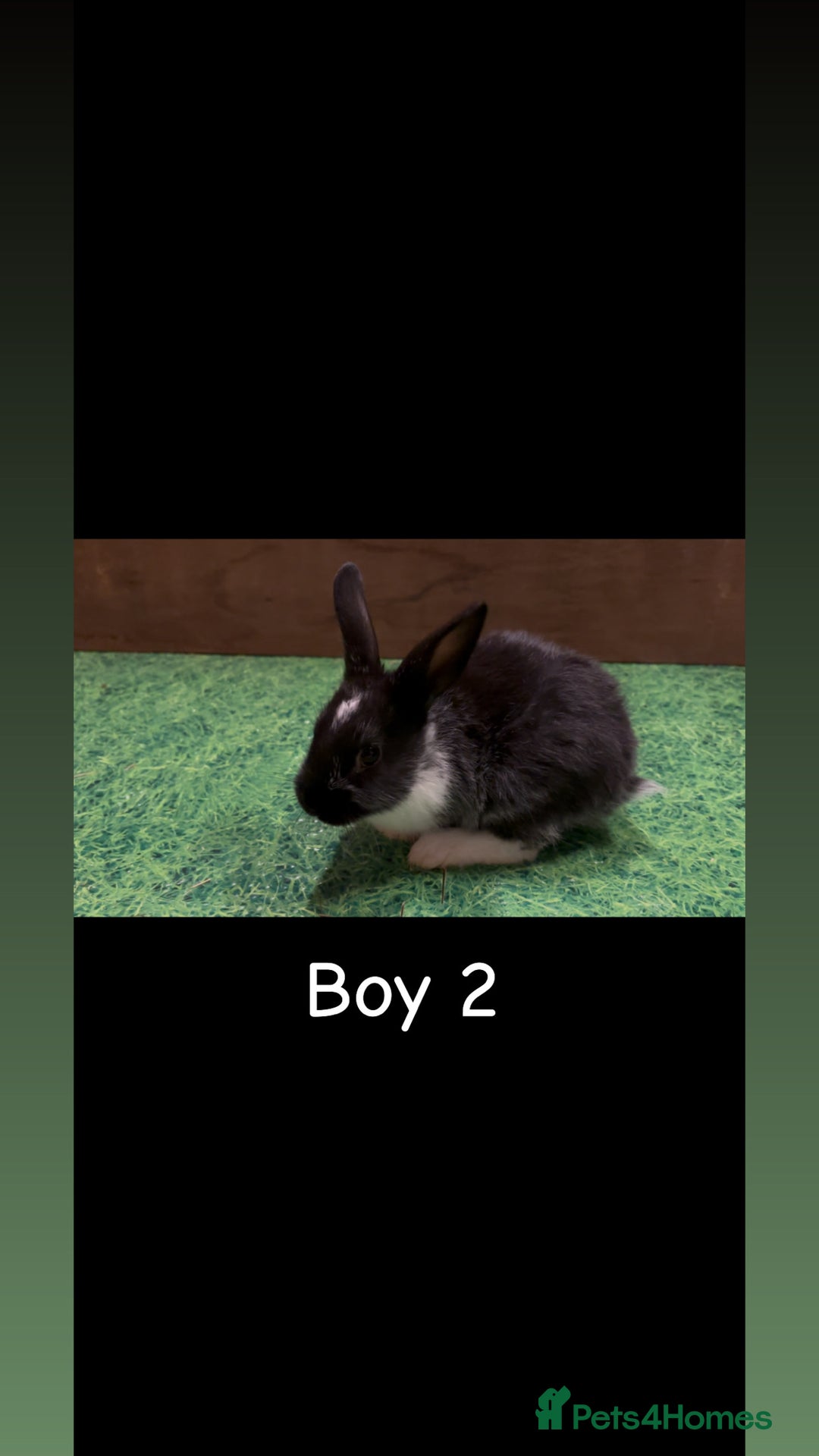 Mixed Breed rabbits for sale: 4 boy rabbits  - Advert 4