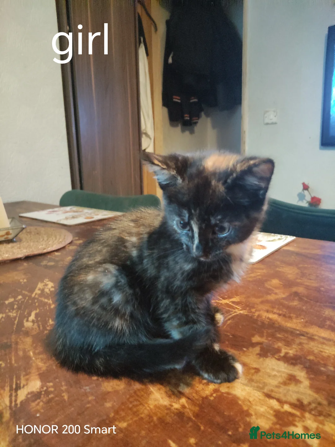 Mixed Breed cats for sale: Kitten for sale - Advert 2