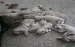 Ragdoll cats for sale: 2 beautiful litters of Ragdolls  - Image 33