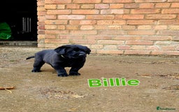 Mixed Breed dogs for sale: Labrador x Belgium Shepherd pups for sale - Image 3