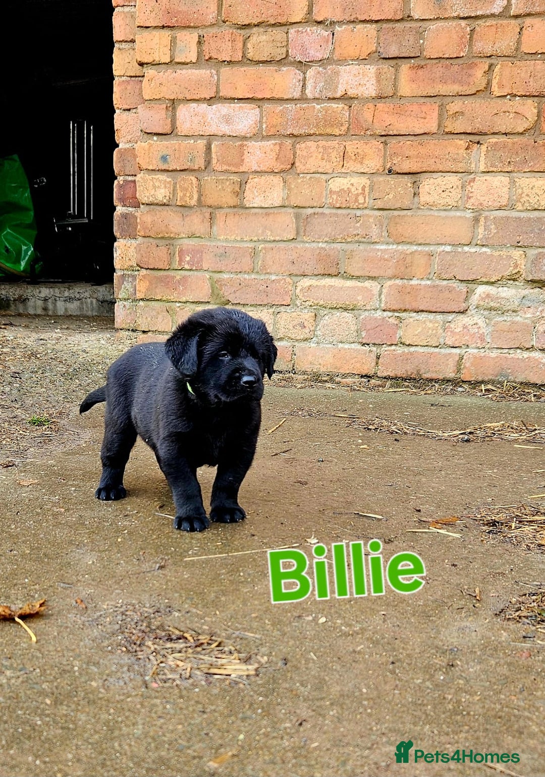 Mixed Breed dogs for sale: Labrador x Belgium Shepherd pups for sale - Image 3