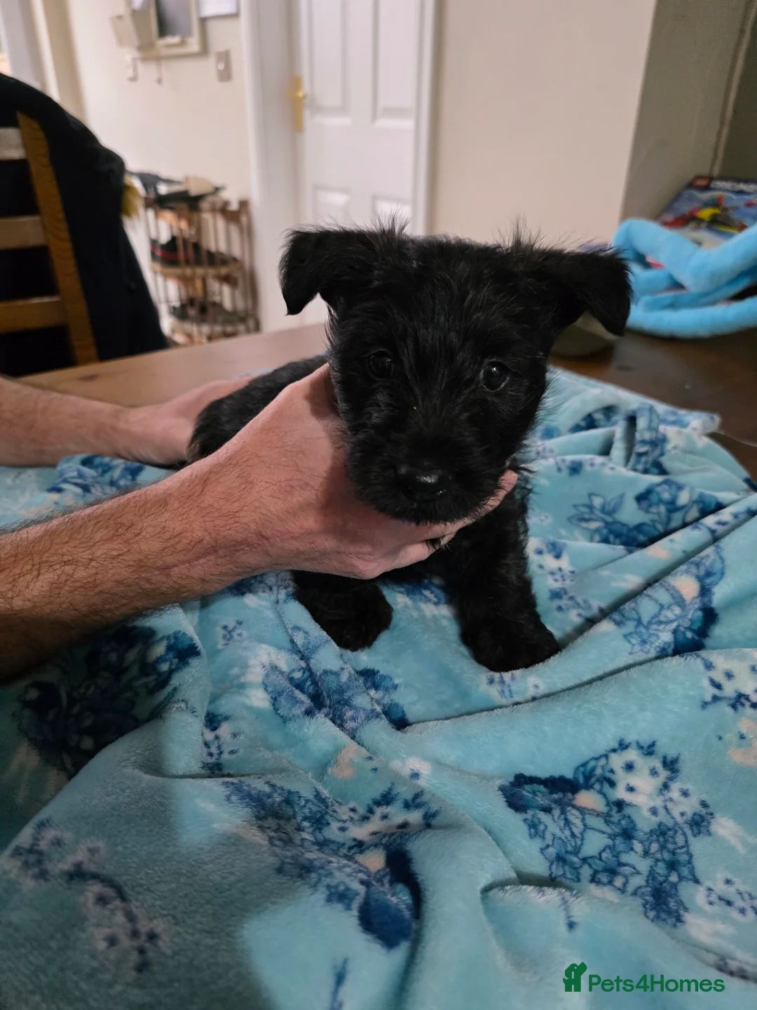 Mixed Breed dogs for sale: Scoland terrier  - Advert 4