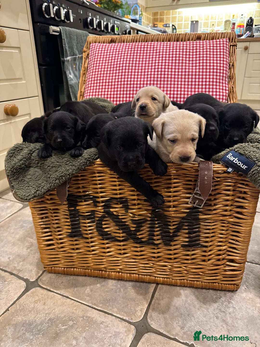 Labrador Retriever dogs for sale: KC Registered Health Tested Working Labs - Image 15