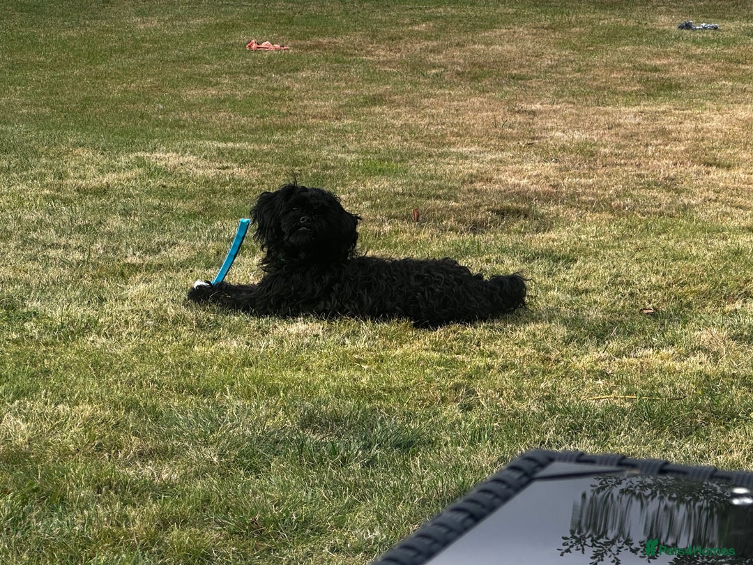 Shihpoo dogs for sale: Shihpoo Male (Toy Poodle) - Advert 3