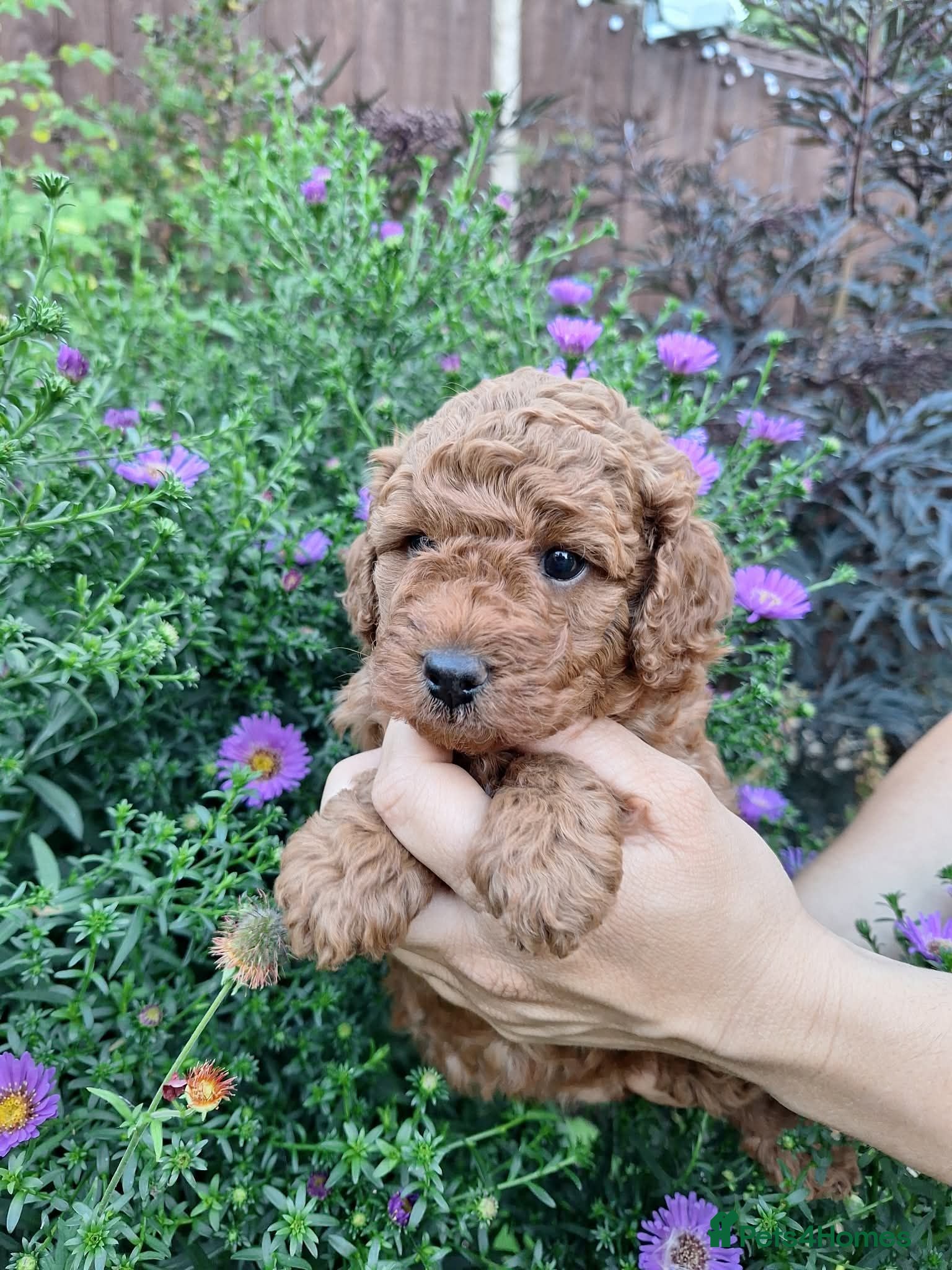 Cavapoo dogs Stunning cavapoo puppy - Advert 10
