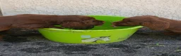 Sussex Spaniel dogs for sale: Sussex Spaniel Puppies Ready  in Pwllheli - Advert 8