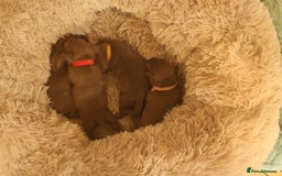 Staffordshire Bull Terrier dogs for sale: pure blue Staffordshire bull terriers - Image 3