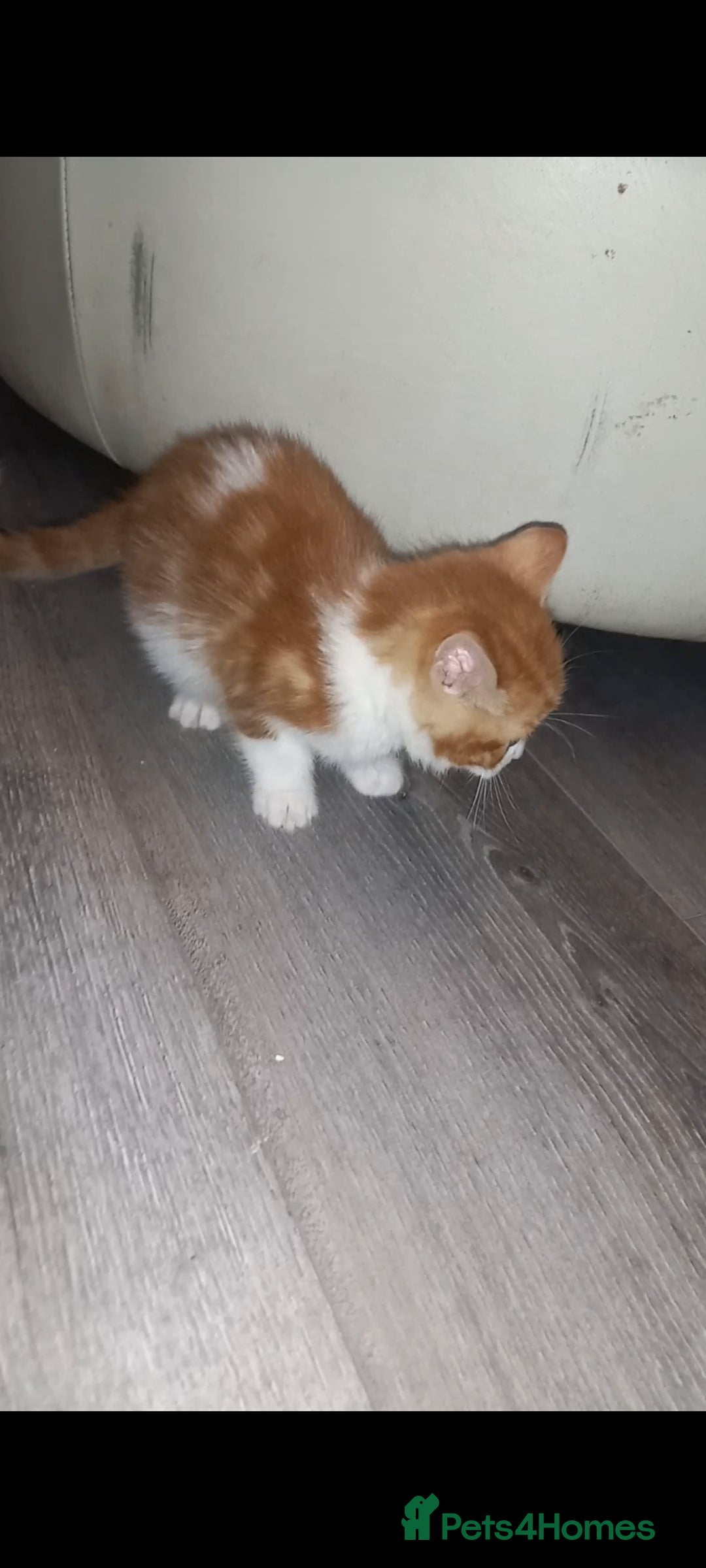 Mixed Breed cats for sale: Kittens looking for their forever loving Home - Advert 4