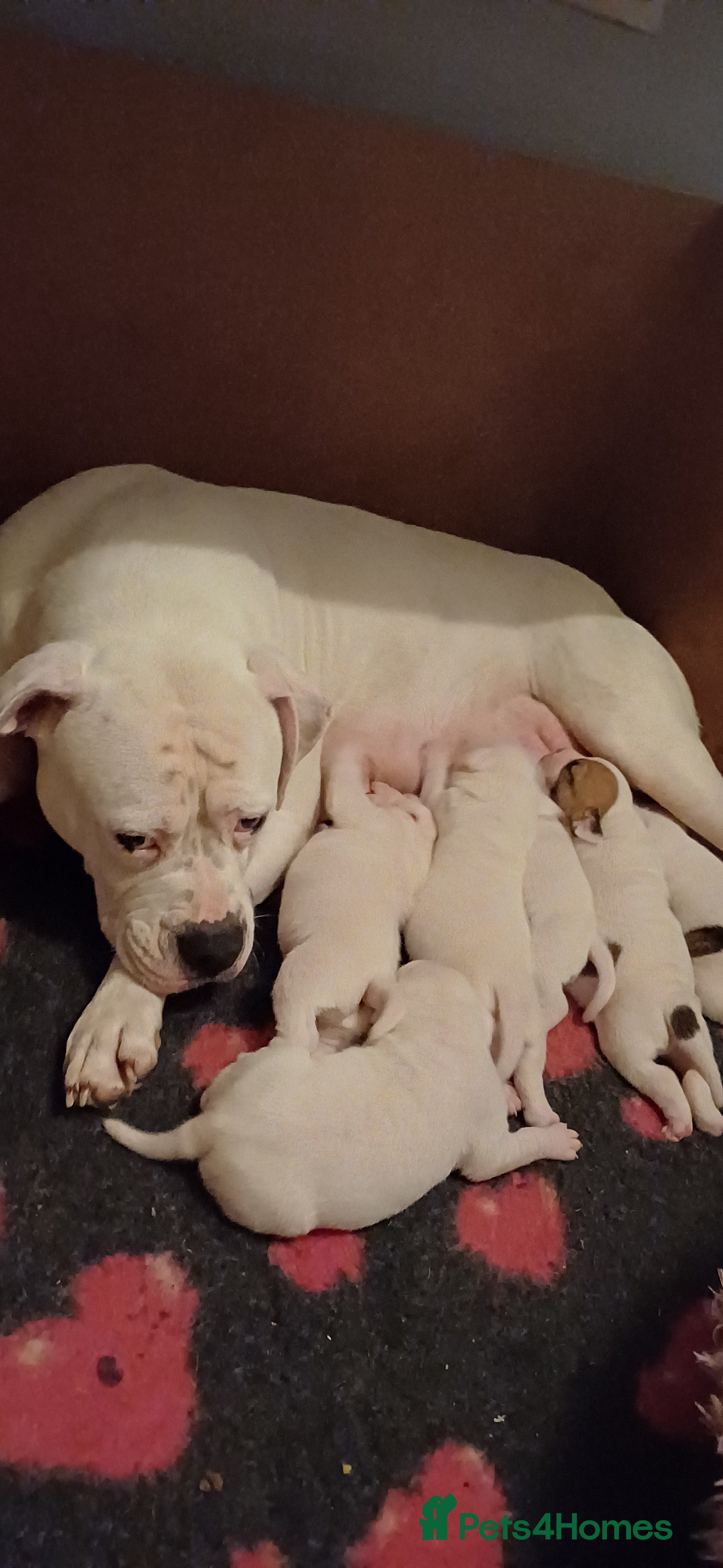 American Bulldog dogs Stunning American bulldog puppys - Advert 2