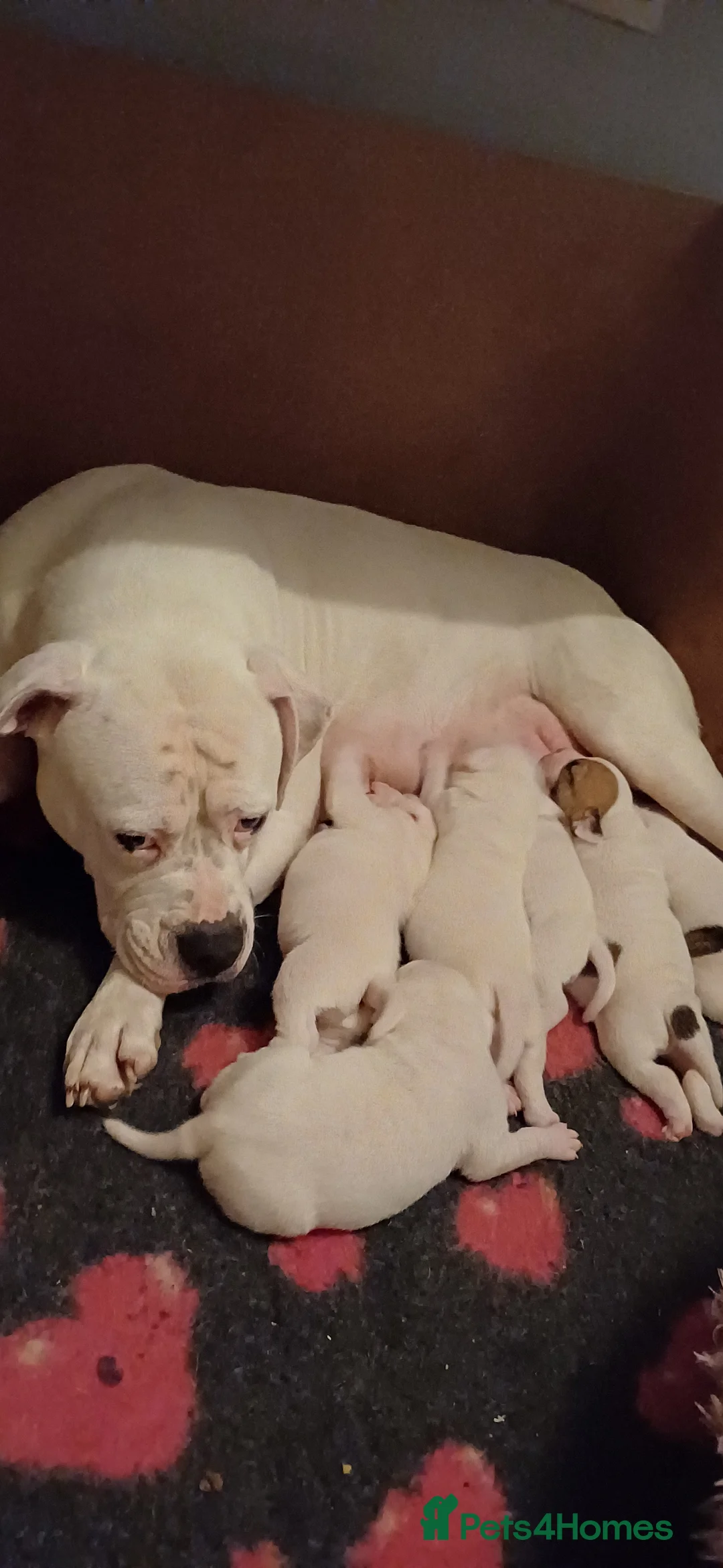 American Bulldog dogs for sale: Stunning American bulldog puppys - Advert 1