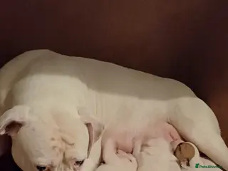 American Bulldog dogs Stunning American bulldog puppys - Advert 7