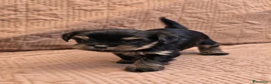 Yorkshire Terrier 2
