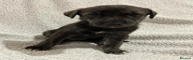 Lurcher 7