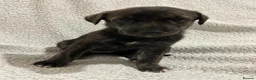 Lurcher dogs for sale:     10 beautiful Lurcher Puppies  6 Girls, 4 Boys  - Advert 8