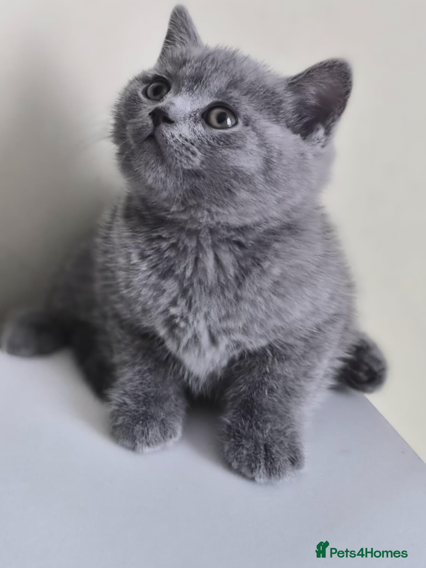 British Shorthair cats Exceptional pedigree British shorthair kittens  😻 - Advert 1