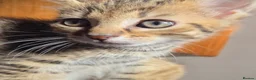 British Shorthair cats for sale: 2 male tabby kittens  - Advert 5