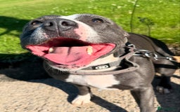 Staffordshire Bull Terrier dogs for sale: Staffordshire bullterrie puppies  - Image 10