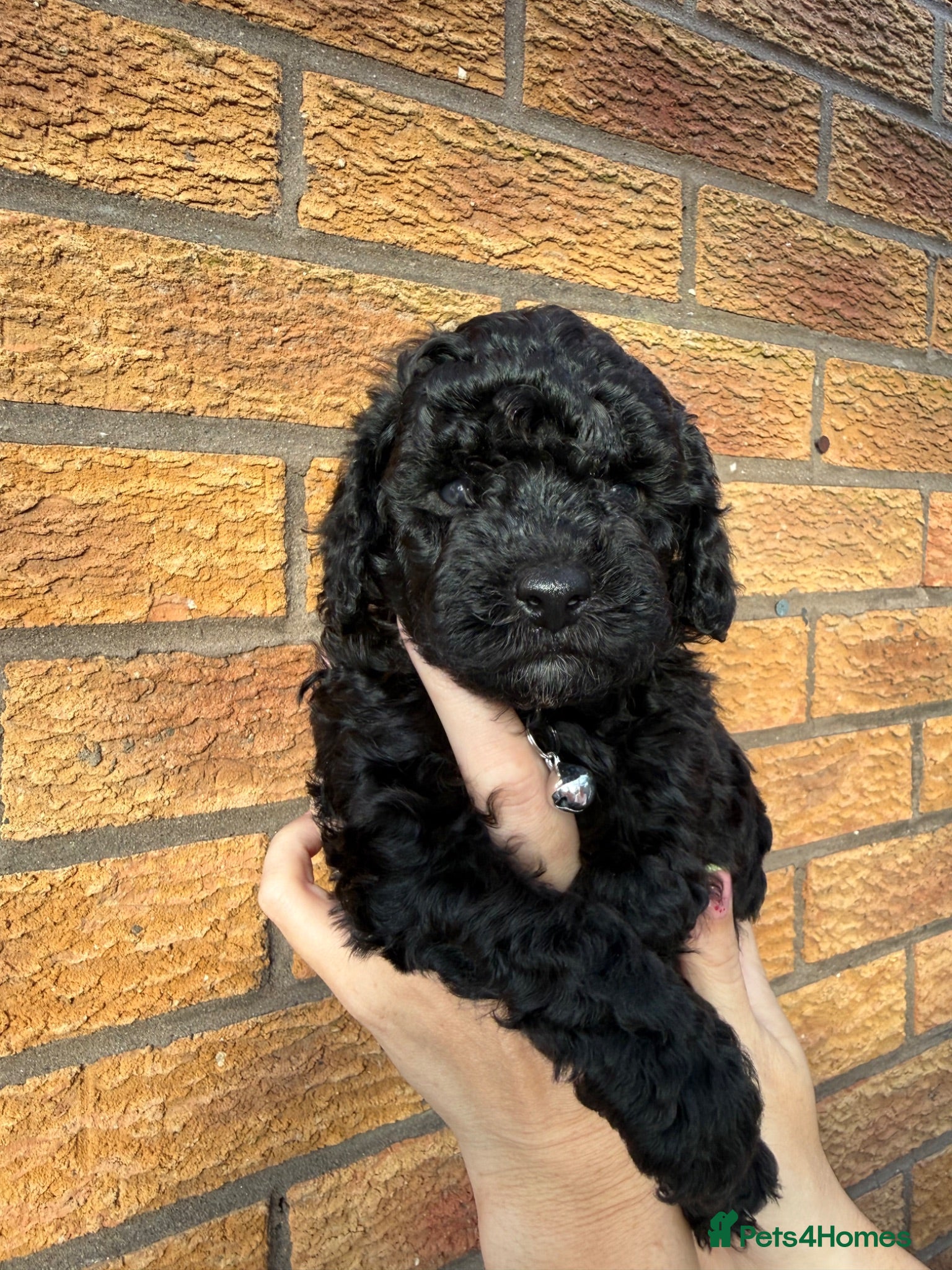 Cockapoo dogs Toy Cockapoo Puppies | DNA & Health Tested Parents - Advert 2
