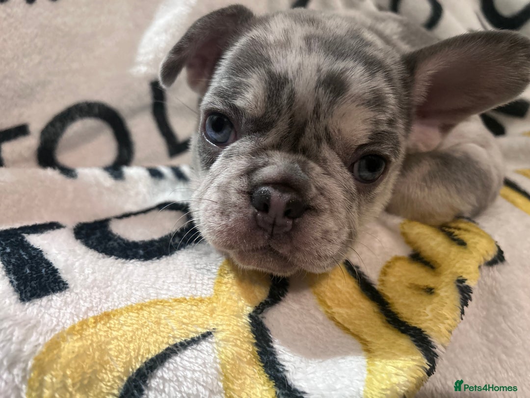 French Bulldog dogs for sale: French Bull Dog Puppies Bitches - Advert 3