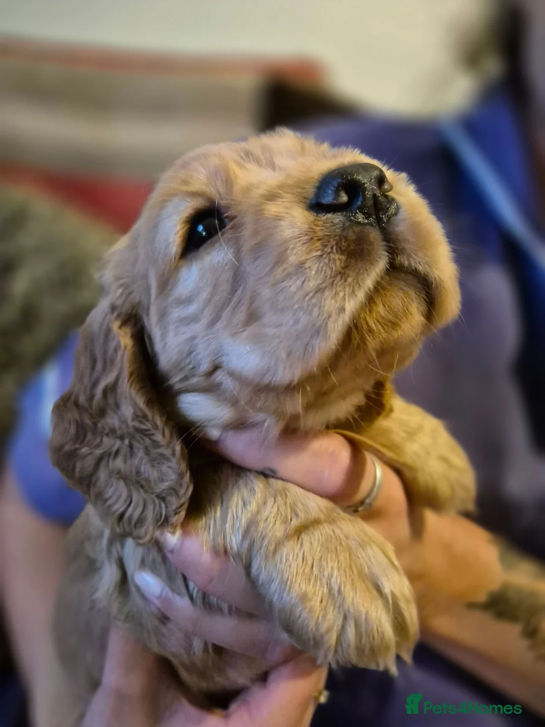 Cocker Spaniel dogs for sale: Beautiful cocker spaniels - Advert 1