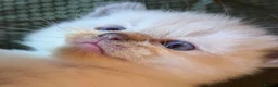 Ragdoll cats for sale: Ragdoll 3/4 x Persian kittens 1/4 in Cheddar - Advert 21