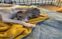 Whippet dogs for sale: Whippet pups  - Image 31