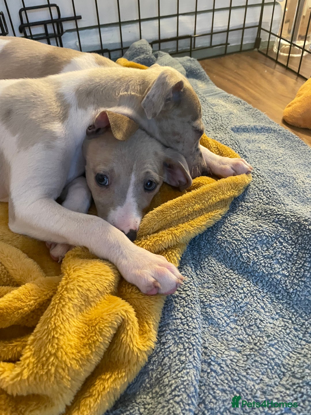Whippet dogs for sale: Whippet pups  - Image 31
