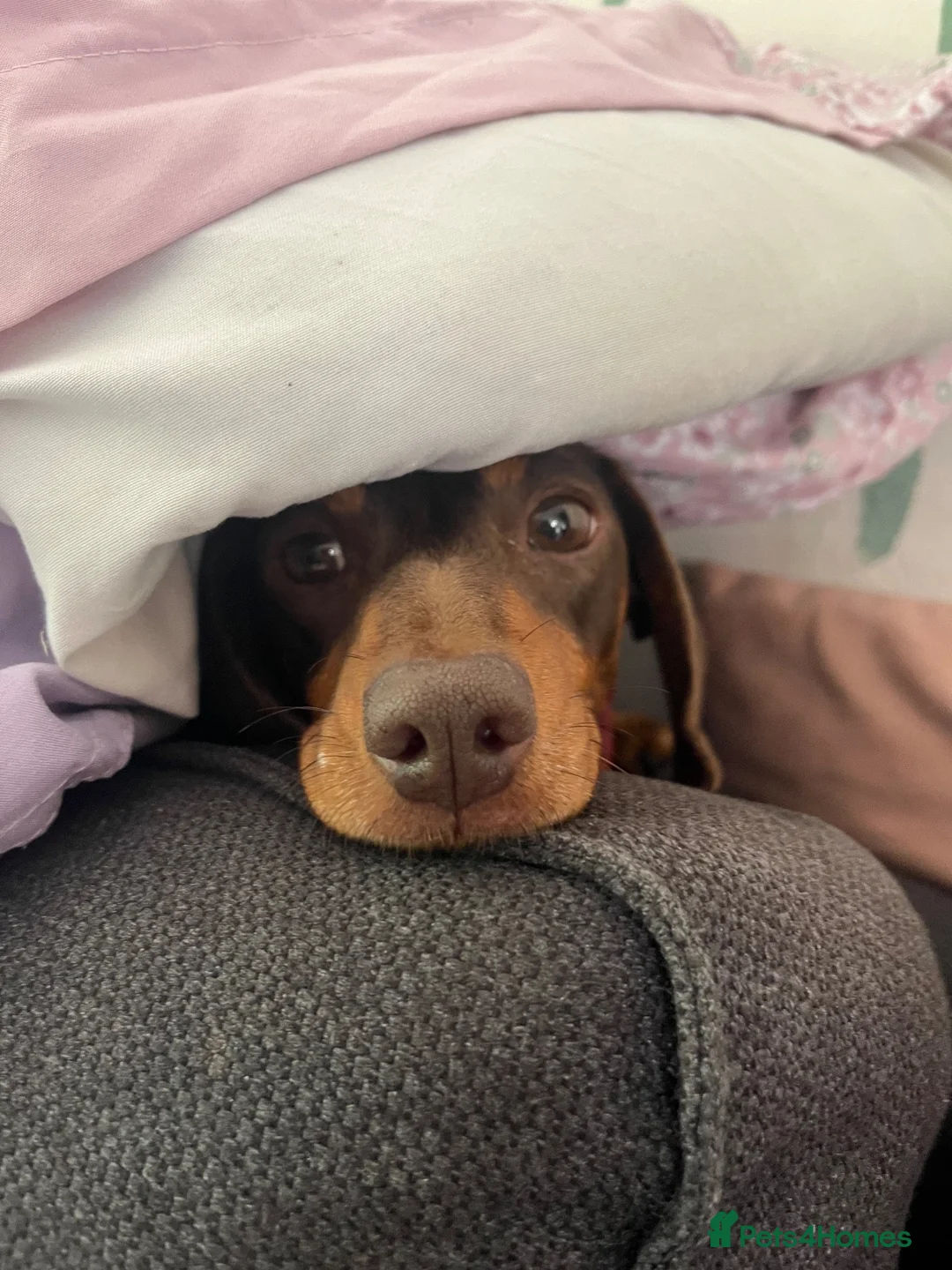 Miniature Dachshund dogs for sale: Kc reg miniature dachshunds - 2 girls - 2 boys  - Advert 31