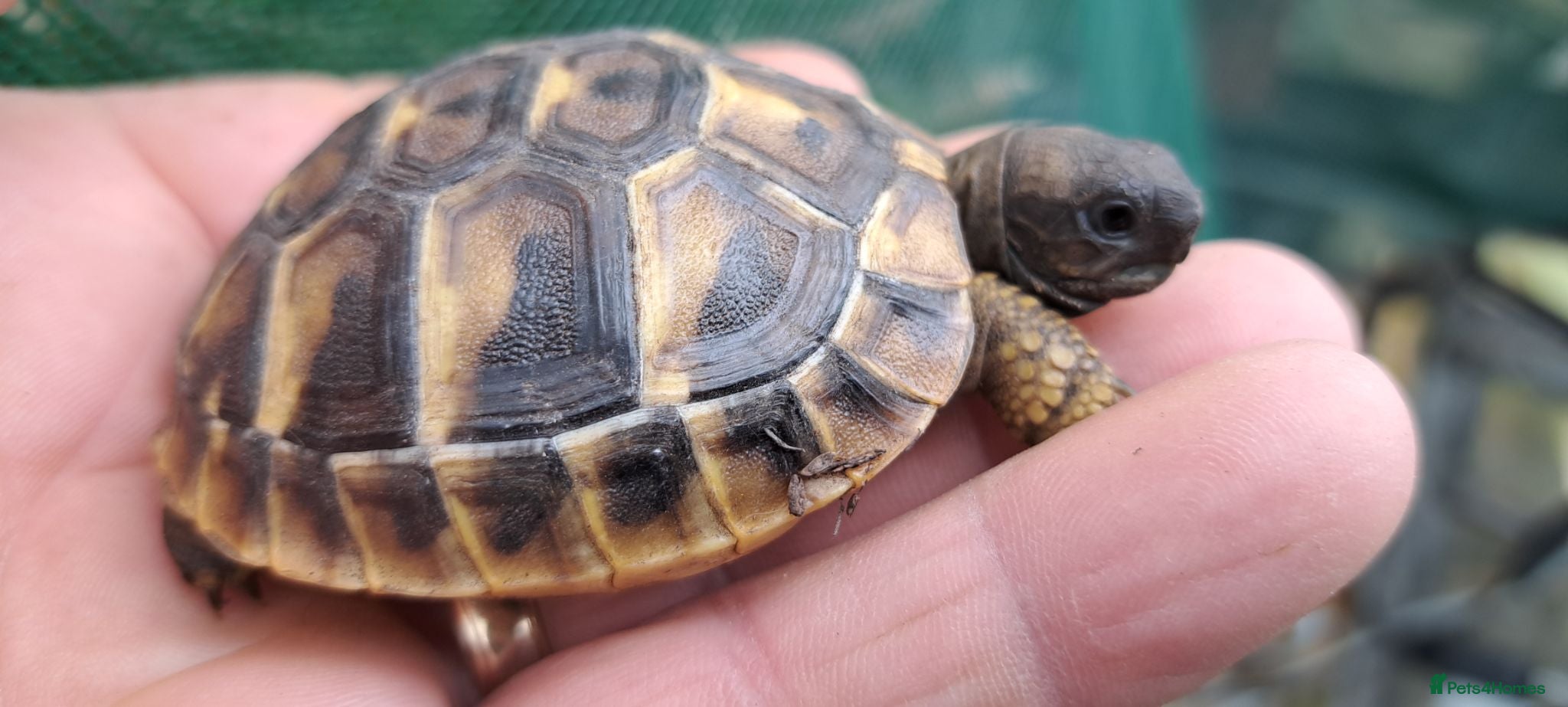 Tortoise reptiles 2026 Home Hatched Hermanns Tortoises For Sale - Advert 1