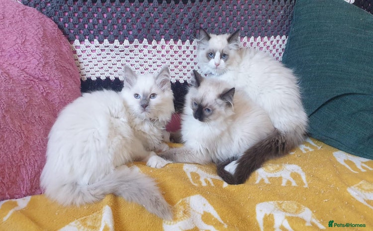 Ragdoll cats - Advert 14