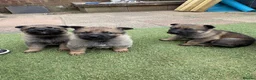 German Shepherd dogs for sale: KC registered German shepherd puppies  - Advert 5