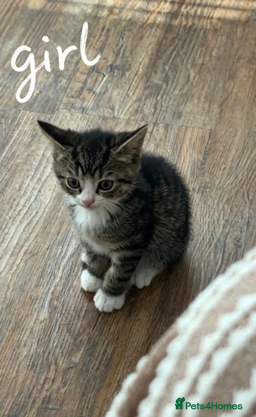 Mixed Breed cats for sale: Ginger boy, tabby girl in Waterlooville - Advert 5